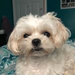 Profile Picture of Addie Campbell🐶 (@addie_018) on Instagram