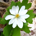 Profile Picture of Brian Yahn (@sea_trout) on Flickr