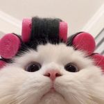 Profile Picture of Jasmine Wong 黃雅欣 (@jasmineyaxin) on Instagram