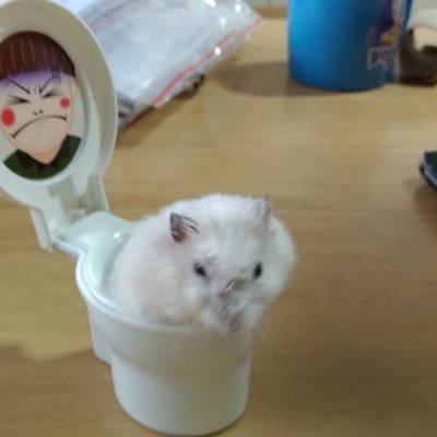 Profile Picture of Randy Poh (@RandyTheDiamond) on Twitter