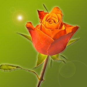 Profile Picture of Bopha Lim (@sambopha) on Myspace