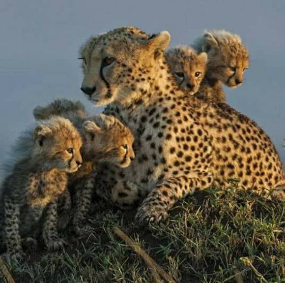 Profile Picture of Gissela Lara ch (@gissela_l) on Poshmark