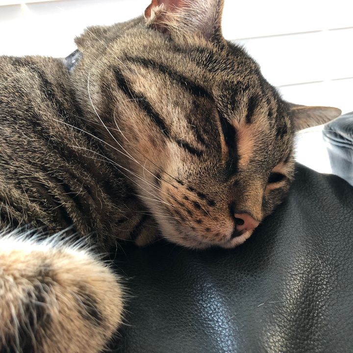 Alice Ellenburg - Tiktok Profile Picture of Alice Ellenburg (@alicewilliamselle) on Tiktok