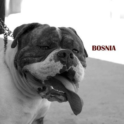 Profile Picture of Daniel Jordaõ (@DanielJorda3) on Twitter