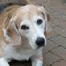 Profile Picture of Chubb Lucy (@chubb.lucy) on Facebook
