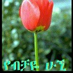 Profile Picture of abeba (@abebahagos) on Instagram