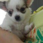 Profile Picture of Nichola Wright (@taznic76) on Instagram