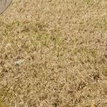 Profile Picture of Sherry Lee Hodgson-McLaughlin (@madamqueen345) on Instagram