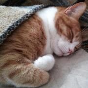 Profile Picture of Robert Doran (@rjdoran) on Pinterest