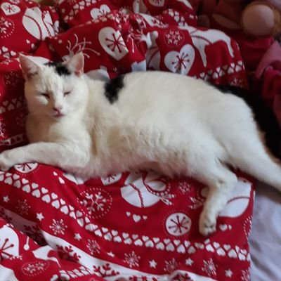 Profile Picture of Penelope Powers (@tasmintruffles) on Twitter