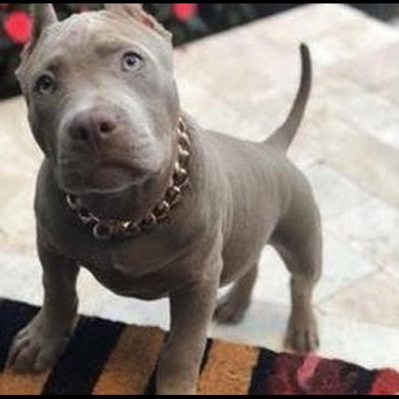 Profile Picture of Kenneth Oliveros (@kennetholiveros) on Poshmark