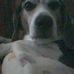 Profile Picture of Bailey Mcnabb (Bailey Beagle) (@bailey.mcnabb.5) on Facebook