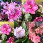 Profile Picture of Волкова Наталья (Сенюшкина) (@2263.natasha) on Instagram