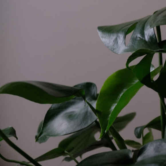 Profile Picture of Andrijana Sekulic (@andrijanasek) on Poshmark