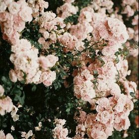 Profile Picture of Victoria Serna (@brownie02vs) on Pinterest