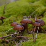 Profile Picture of Lily Larsen (@the_secret_world_of_fungi) on Instagram