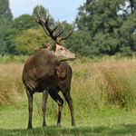 Profile Picture of cridlantrevor3 (@cridlan.wildlife.photos) on Instagram