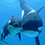 Profile Picture of Gwlf (@gwlf) on Flickr