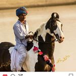 Profile Picture of Indian Horse Breed (@indianhorsebreed) on Instagram