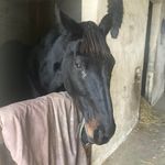 Tom Perronne - Instagram Profile Picture of Tom Perronne (@tomperronne) on Instagram