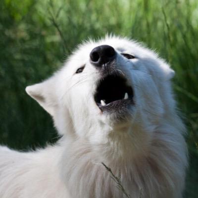 Profile Picture of Anna Danielson (@Wolf6764) on Twitter