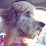 Profile Picture of Andrew_10 (@andrew_reimers) on Instagram