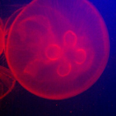 Hayley Spicer - Twitter Profile Picture of Hayley Spicer (@Yicer40) on Twitter