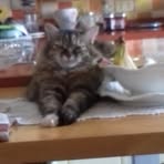 Profile Picture of Elio Bartoli (@elio.bartoli.52) on Facebook