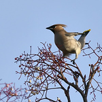 Profile Picture of Steve Farley Www.yorkshirewild.co.uk (@stevestevefarleycouk) on Flickr