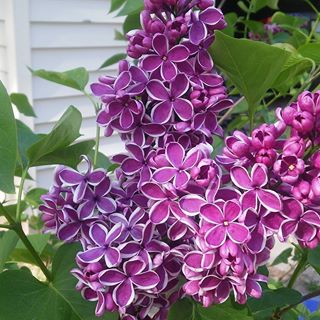 Profile Picture of Nancy BergersWigent (@nancy.wigent.9) on Facebook