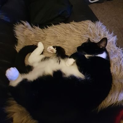 Profile Picture of Karl Hahn (@KarlHahn17) on Twitter