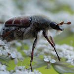 Profile Picture of Joey Eakins (@eakinsjoey) on Instagram