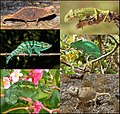 Profile Picture of Chameleonon Wikipedia