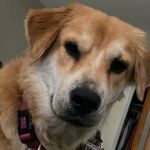 Profile Picture of Chris Rocco (@roxie_golden_chow) on Instagram