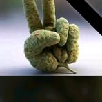 Profile Picture of Peruzzi James Emmanuel OG (@Peruzzi-James-Emmanuel-OG) on Facebook