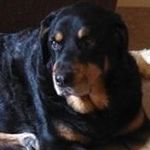 Profile Picture of Stephanie Gracie Devoles (@stephaniedevoles) on Instagram