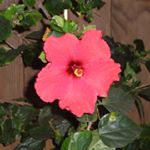 Profile Picture of Joshua A. Deardorff (@lovelymauihomes) on Instagram