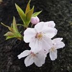 Profile Picture of stanley_wagner (@stanley_wagner) on Instagram