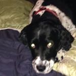 Profile Picture of Dan Cavanaugh (@metboy814) on Instagram