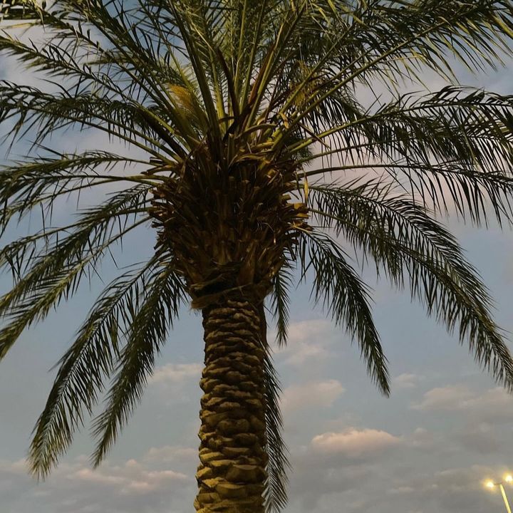 Profile Picture of Siven Steven (@siven_steven) on Tiktok