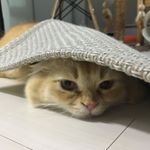 Profile Picture of 폴랑구 ♥️ 망고 (@paul__mango) on Instagram
