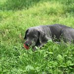 Profile Picture of moose🐶 (@moose.the_great.dane) on Instagram
