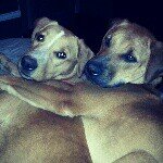 Profile Picture of Dixie/Hennie & the human Stacy (@southernpups) on Instagram