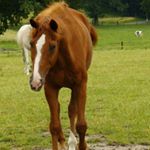 Profile Picture of Clarissa Duncan (@my_horse_acorn) on Instagram