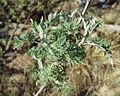 Profile Picture of Artemisia afraon Wikipedia
