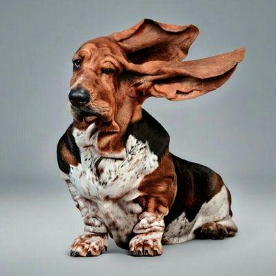 Profile Picture of Bob Schoen (@6ed26d12ba6b4f3) on Twitter