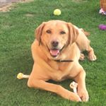 Profile Picture of Nicola Sharpe (@sharpenicola) on Instagram