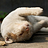 Profile Picture of Felix Fan (@Felix FanFan) on Flickr