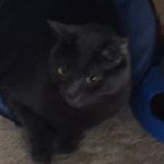 Profile Picture of BuddyandGibby (@buddy_to_the_gibby_1_2_3) on Instagram