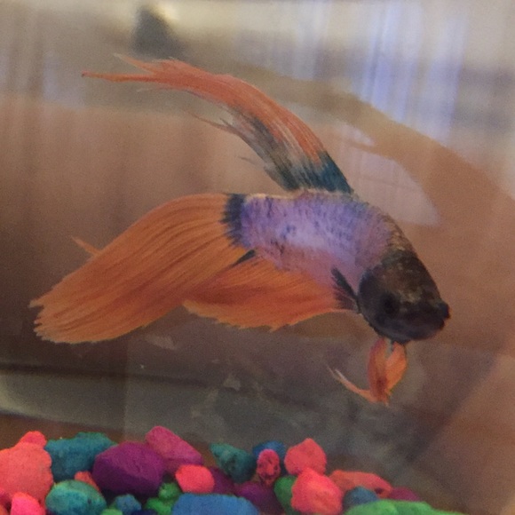 Profile Picture of Alicia Olszeski (@alizeski) on Poshmark